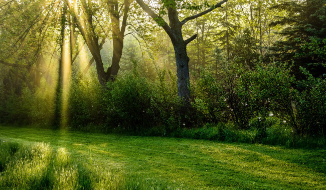 Обои картинки фото природа, дороги, солнечные, лучи, лес, зелень, трава, деревья