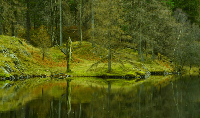 Обои картинки фото природа, реки, озера, деревья, отражение, лес, река