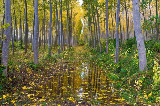 Обои картинки фото природа, лес, осень, вода, осина, роща