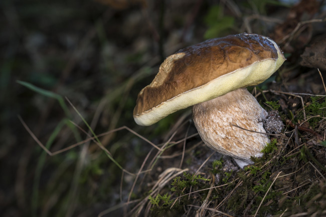 Обои картинки фото природа, грибы, белый