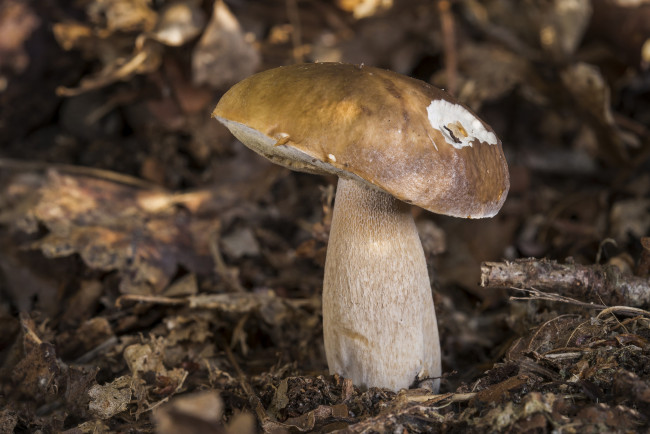 Обои картинки фото природа, грибы, белый