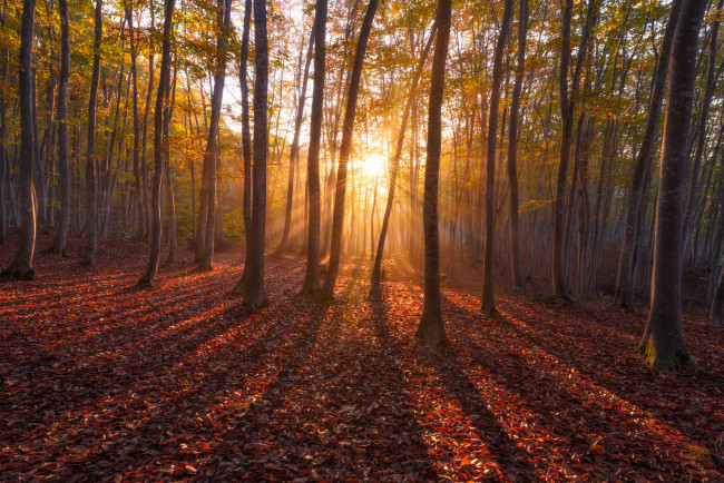 Обои картинки фото природа, восходы, закаты, деревья, солнце, лес, осень, лучи