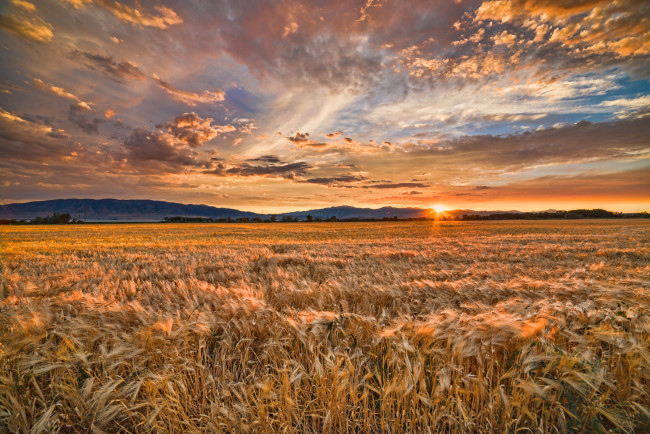 Обои картинки фото природа, восходы, закаты, пшеница, закат, поле, лето