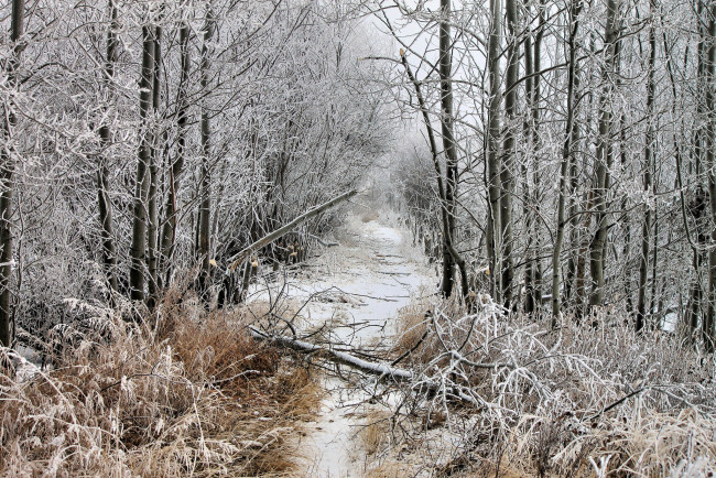 Обои картинки фото природа, зима, просека, снег, упавшее, дерево, иней