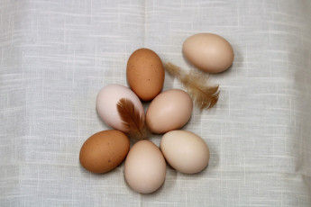 Картинка еда Яйца перышки яйца куриные