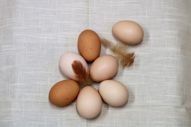 Обои картинки фото еда, Яйца, перышки, яйца, куриные