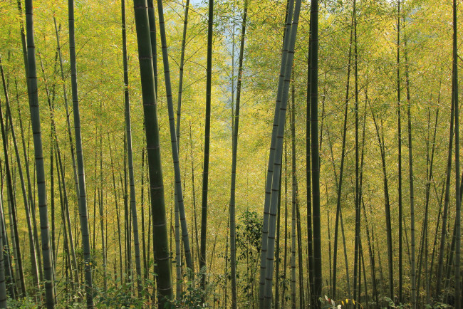 Обои картинки фото природа, лес, бамбук