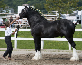 Картинка животные лошади конь девушка выставка