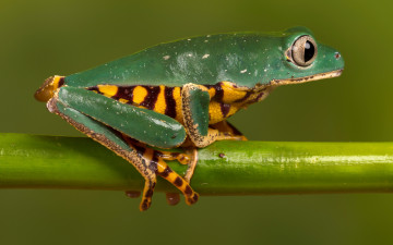 Картинка животные лягушки лягушка древесная зеленая стебель