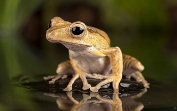 Картинка животные лягушки лягушка желтая камень вода