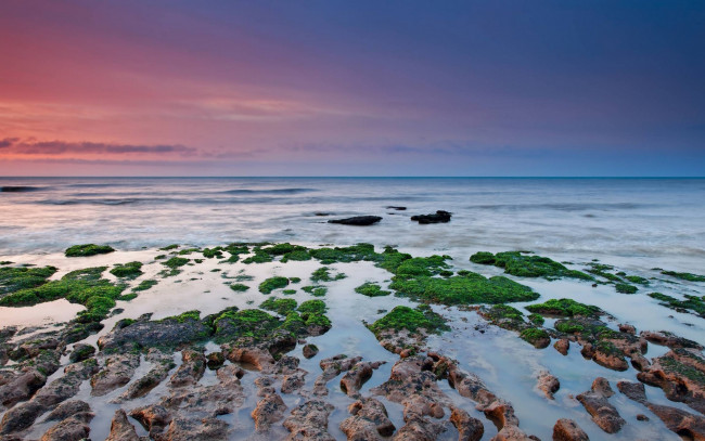 Обои картинки фото природа, побережье, море, камни, водоросли, берег, закат, небо