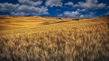 обоя природа, поля, пшеница, поле, урожай