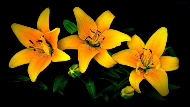 Обои картинки фото цветы, лилии,  лилейники, желтые, макро