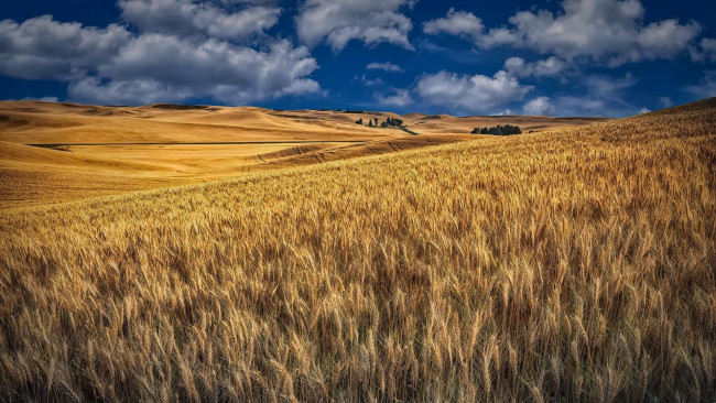 Обои картинки фото природа, поля, пшеница, поле, урожай