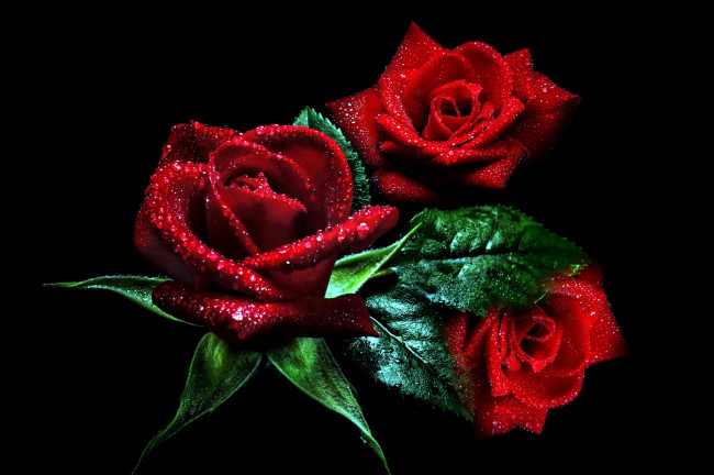 Обои картинки фото цветы, розы, алые, трио, капли