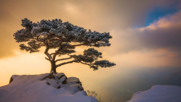 обоя природа, деревья, снег, дерево, одинокое