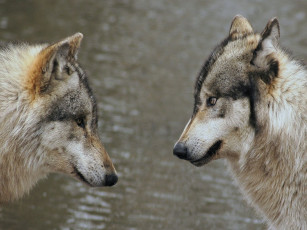 обоя животные, волки