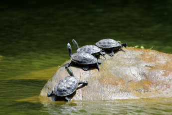 Картинка животные Черепахи вода камень панцирь маленький