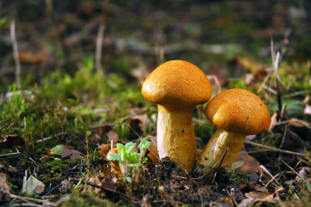 Картинка природа грибы опята мох