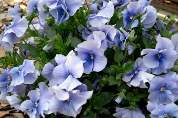 Картинка цветы анютины глазки садовые фиалки голубой много