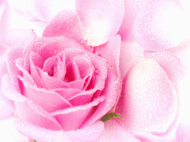 Обои картинки фото цветы, розы, лепестки, капли, нежный, розовый