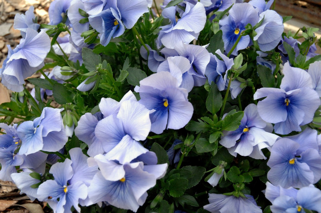 Обои картинки фото цветы, анютины, глазки, садовые, фиалки, голубой, много