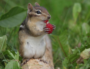 Картинка животные бурундуки малина ягода