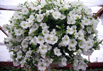 Картинка цветы петунии калибрахоа шар белый много