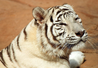 Картинка животные тигры white