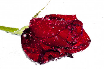 Картинка цветы розы капли вода роза