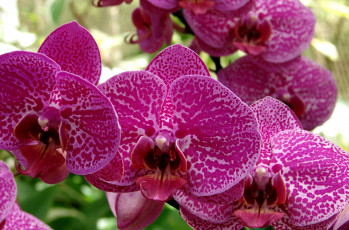 Картинка цветы орхидеи ветка экзотика малиновый