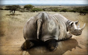 Картинка юмор приколы савана носорог