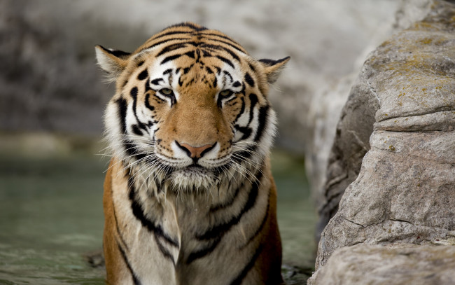 Обои картинки фото tiger, животные, тигры, полосатый, тигр, красавец