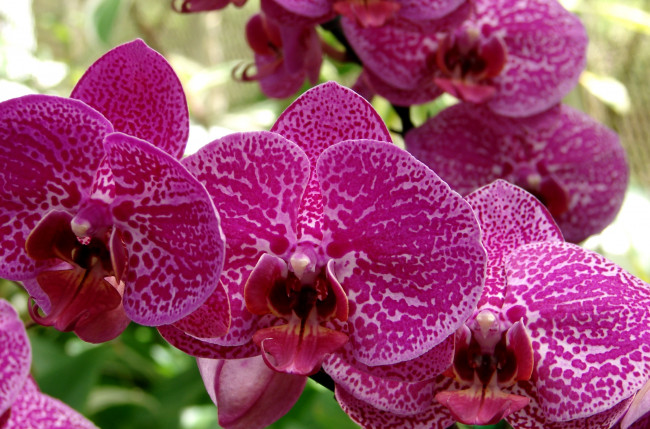 Обои картинки фото цветы, орхидеи, ветка, экзотика, малиновый