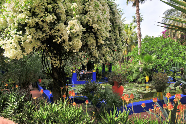 Обои картинки фото morocco, marrakech, jardin, majorelle, природа, парк, сад, королевский, бассейн