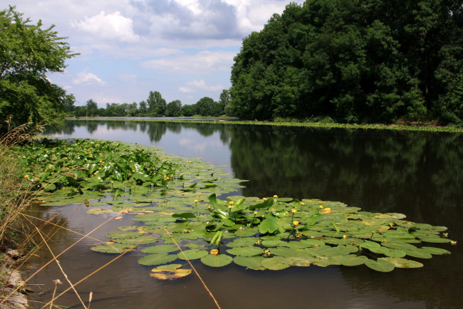Обои картинки фото германия, природа, реки, озера, кувшинки, лес, река