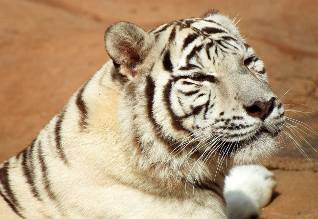 Обои картинки фото животные, тигры, white