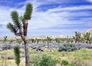 Картинка природа пустыни кактусы трава холмы