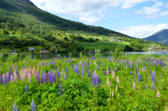 Картинка природа луга дома зелень горы река цветы люпин луг норвегия