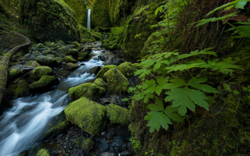 Картинка природа водопады columbia river gorge oregon водопад ручей камни мох листья mossy grotto falls ruckel creek