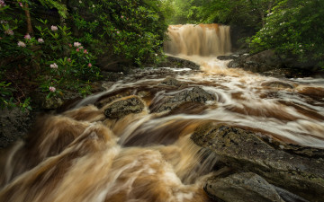 Картинка природа водопады река рододендроны камни лес поток водопад западная виргиния кусты west virginia big run river