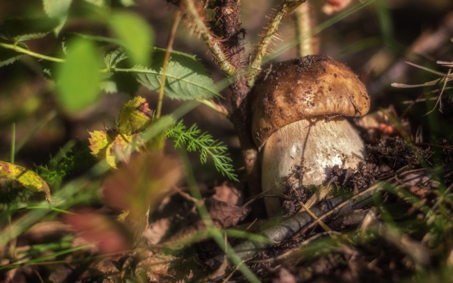 Обои картинки фото природа, грибы, гриб, боровик, малыш, трава