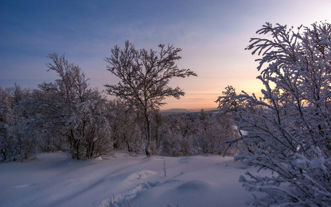 Обои картинки фото природа, зима, снег, деревья, закат