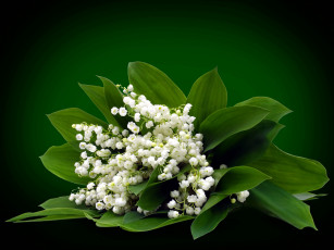 Картинка цветы ландыши майский букетик