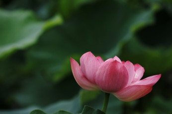 Картинка цветы лотосы фон лепестки