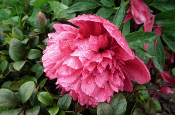 Картинка цветы пионы капли макро розовый