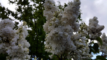 Картинка цветы сирень гроздья белые