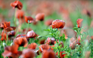 Картинка цветы маки красные поле