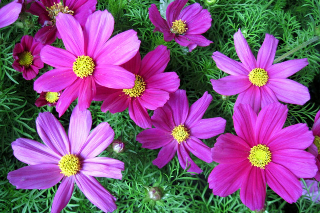 Обои картинки фото цветы, космея, розовый