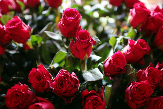 Обои картинки фото цветы, розы, много, бутоны, красный